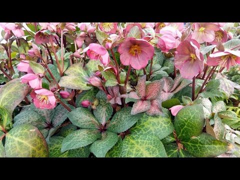 Video: När ska man flytta hellebores?