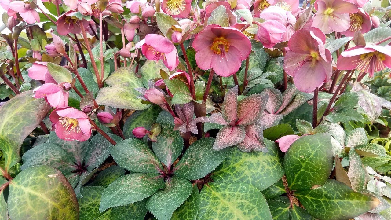 hellebore az ízületek betegségeihez)