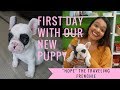 OUR NEW PUPPY 🐶 | FRENCH BULLDOGS FIRST DAY AT HOME | CUTEST PUPPY EVER 😊