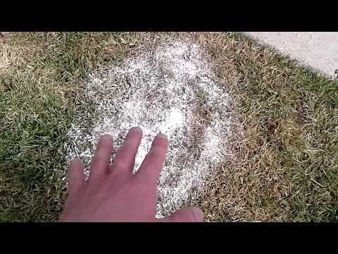 Fire Ants vs Diatomaceous Earth