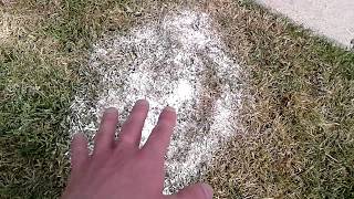 Fire Ants vs Diatomaceous Earth Diatomaceous Earth Vs Huge Mound Of Fire Ants Useful Knowledge