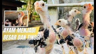 How to Make Bangkok Chicks Grow Big and Tall