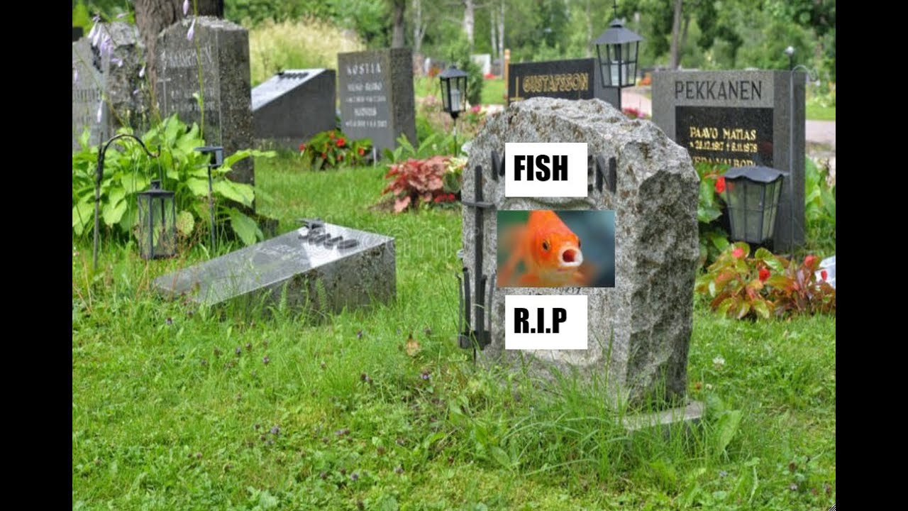 What Da Fish What da fish doin - YouTube