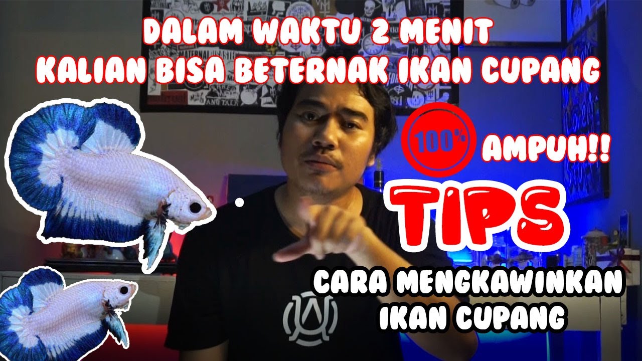 2 MENIT BERTERNAK IKAN CUPANG PEMULA LANGSUNG BISA #tranding #