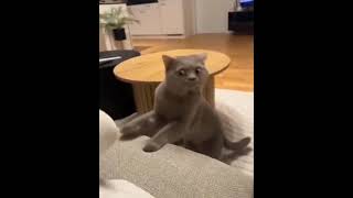 Stinky socks #funny #viral #animals #shorts #ytshorts