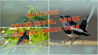 Suara Masteran Walang Raja untuk Kacer, Cucak Ijo, dan Murai Batu