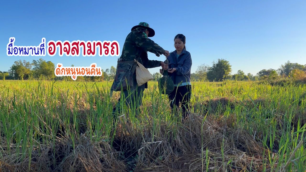 มื้อหมานที่อำเภออาจสามารถ ดักหนูนอนคืนกินข้าวทุ่ง