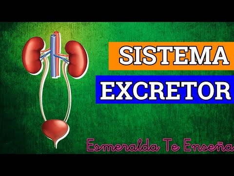 El Sistema Urinario