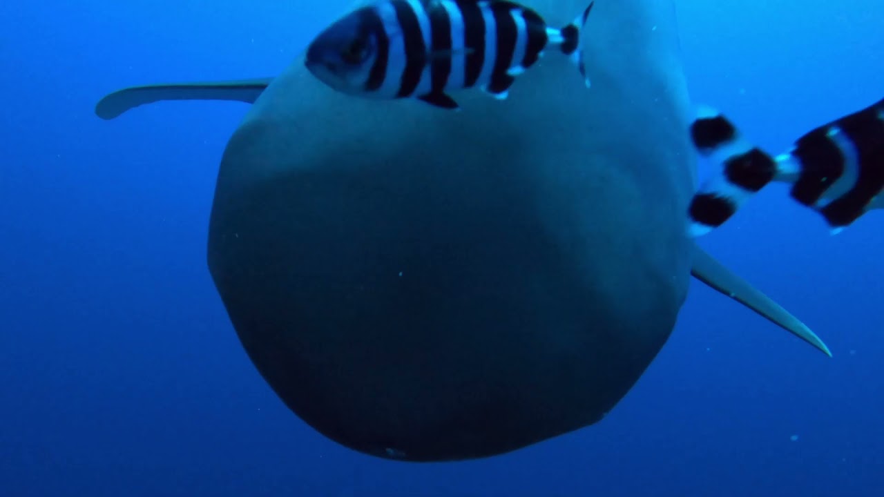 dancing with the shark