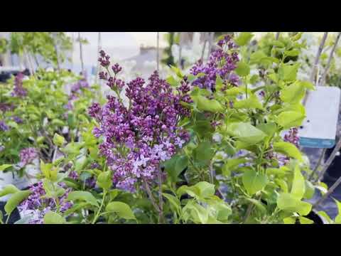 Video: Serviceberry Autumn Brilliance – kuidas kasvatada sügise sära Serviceberry