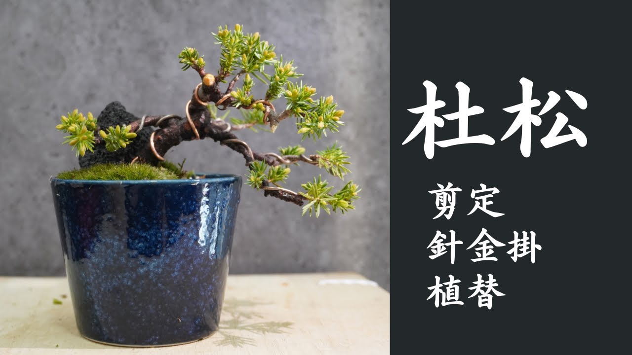 盆栽Vlog】杜松｜剪定・針金掛け・植え替え - YouTube