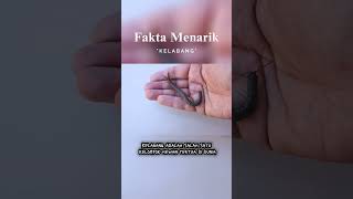 fakta menarik kelabang #kelabang #shorts #short