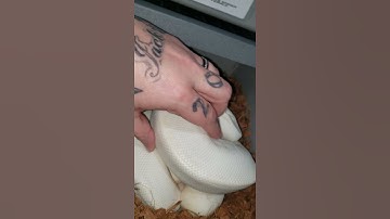 Our very first ball python clutch clip #1 Superfire X Pastel Calico