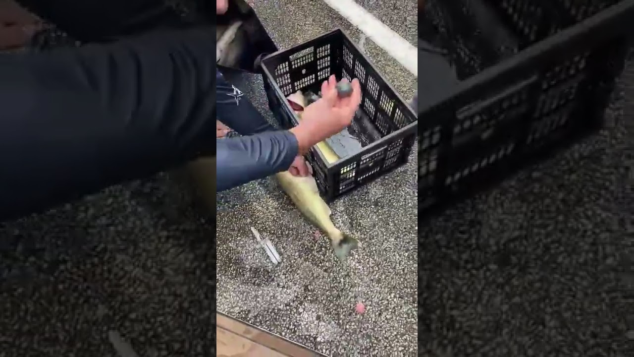 lake erie walleye cheaters getting caught red handed! YouTube