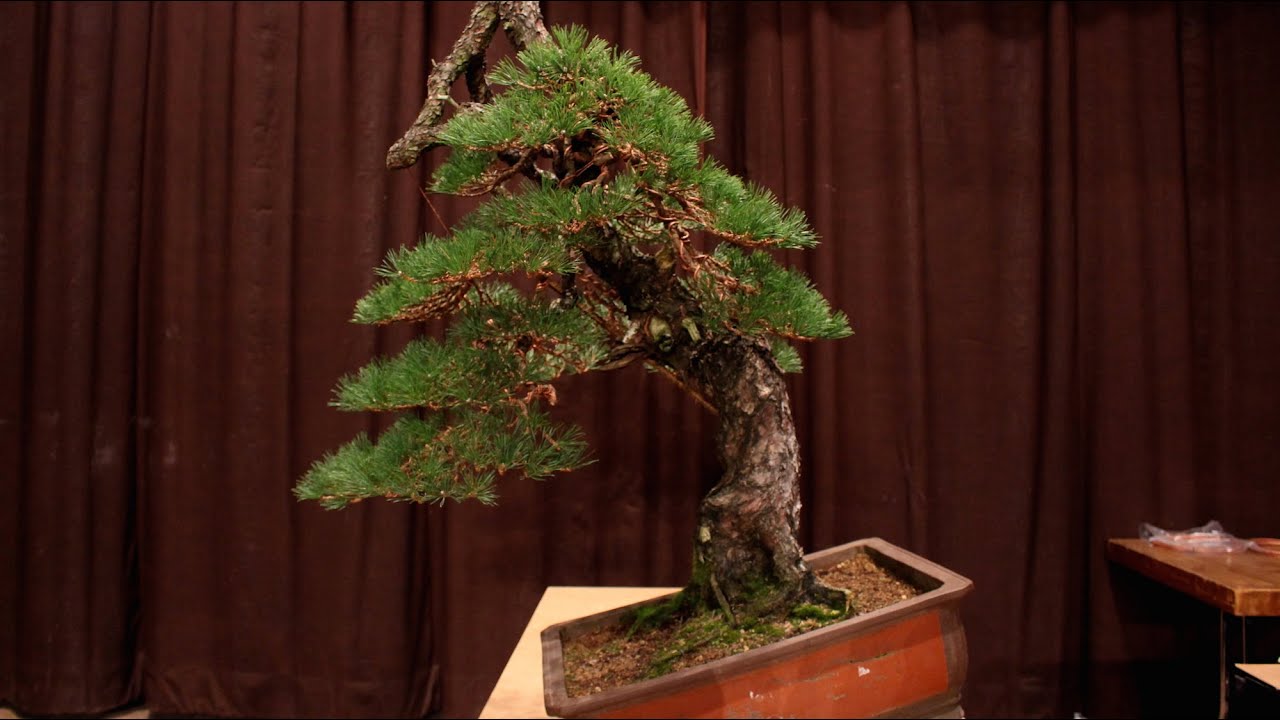 Progression videos - Bonsai Empire