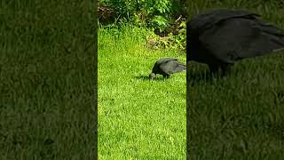 A black vulture spotted in Jersey
#nj #newJersey #vulture #road #blackvulture A black vulture spotted in Jersey
