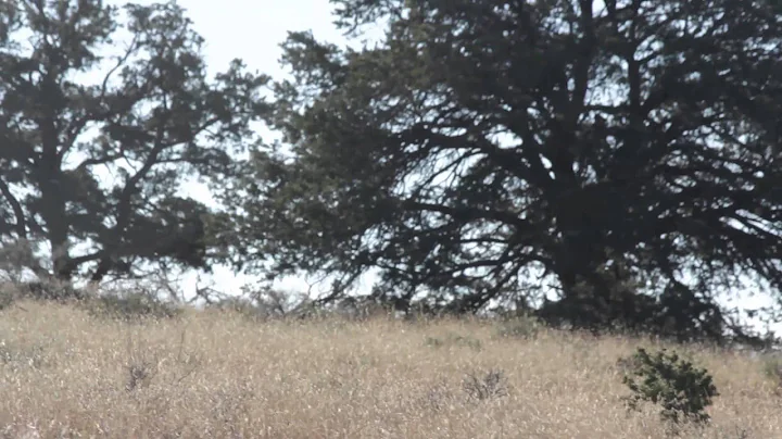 New Mexico Hunt