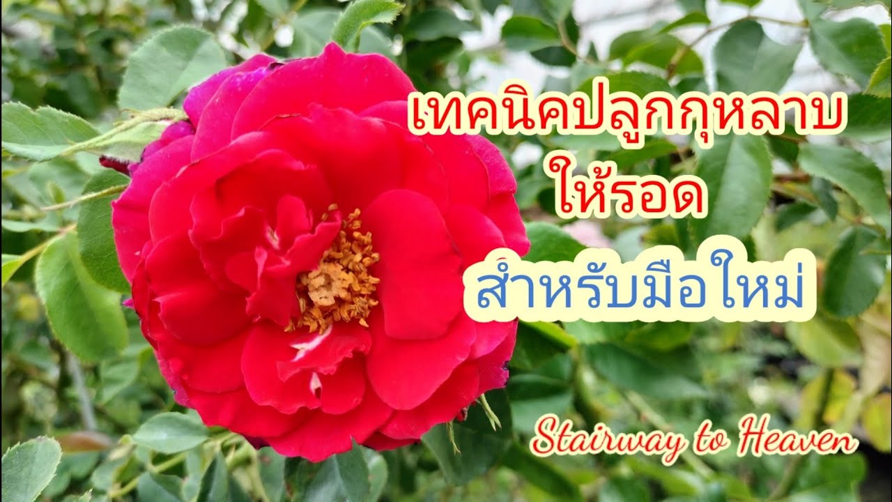 EP 192 คู่มือปลูกกุหลาบแบบกระถางสำหรับมือใหม่