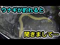 河口でウナギ釣り　ウナギが釣れると聞きまして… の動画、YouTube動画。