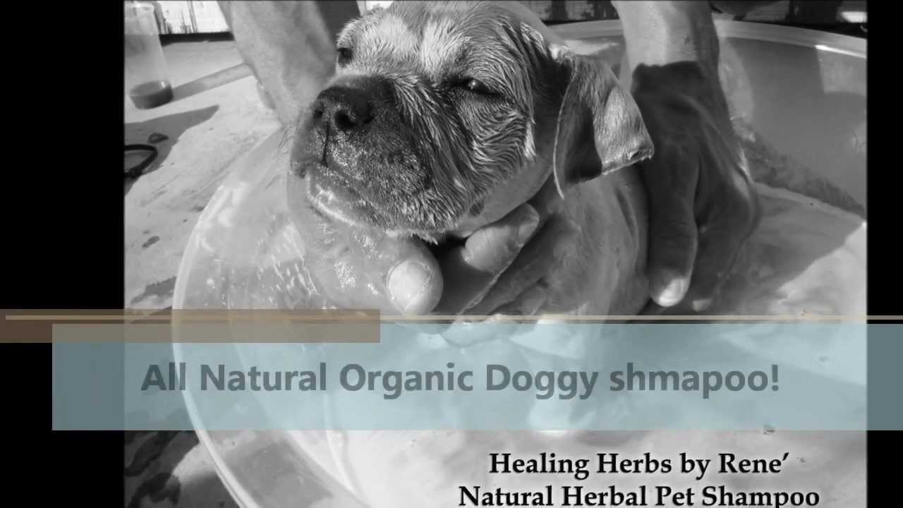 All Natural pet shampoo,Natural Dog Shampoo,Natural Pet Products YouTube