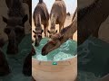 you might think water of tub in desert helpful but it's not truth