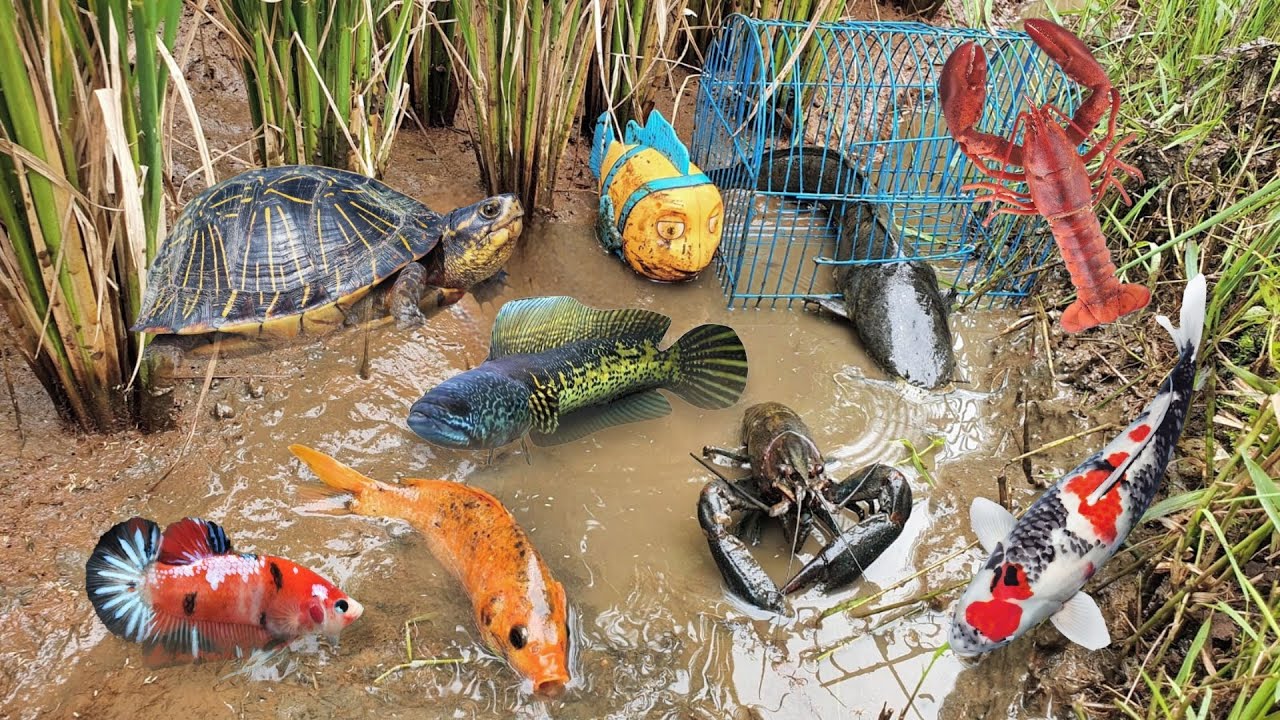 Fishing Tecniques Ornamental Fish Catfish Koi Fish Bettas Lobster