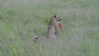 Incredible footage of leopard behaviour during impala kill - Sabi Sand Game Reserve, South Africa-9