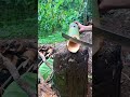 golok tajam lawan bambu lagi😵