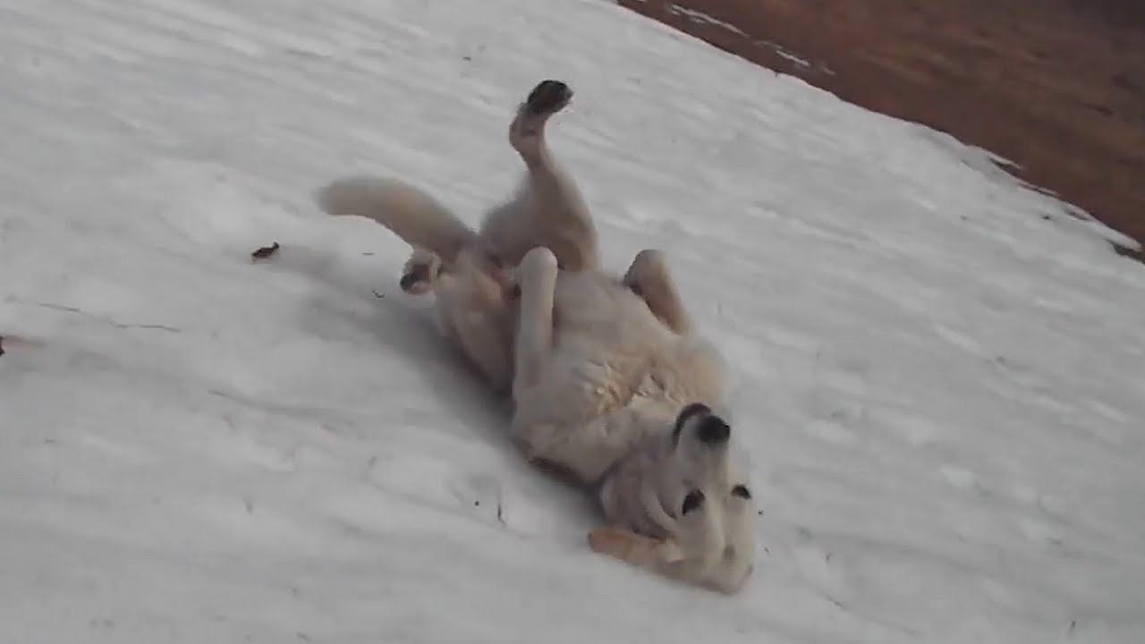 These Dogs Love Taking a Ride Down Their Slide