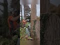 Sheen Falls Lodge, Kenmare, Crane-Assisted Tree Removals