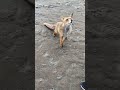 Encontramos un zorro en la playa 🦊 #shorts #shortsvideo