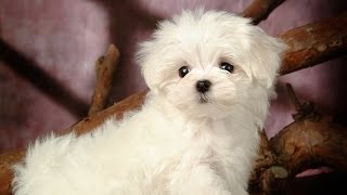 Chó Poodle  Ưu Điểm Và Nhược Điểm