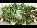 Method of growing passion fruit in containers for families without gardens