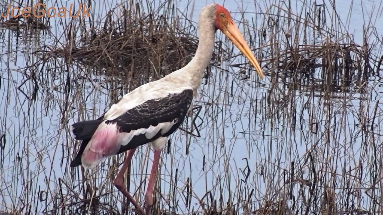 Some birds of Goa - Indian Cormorant, painted stork, Lesser whistling