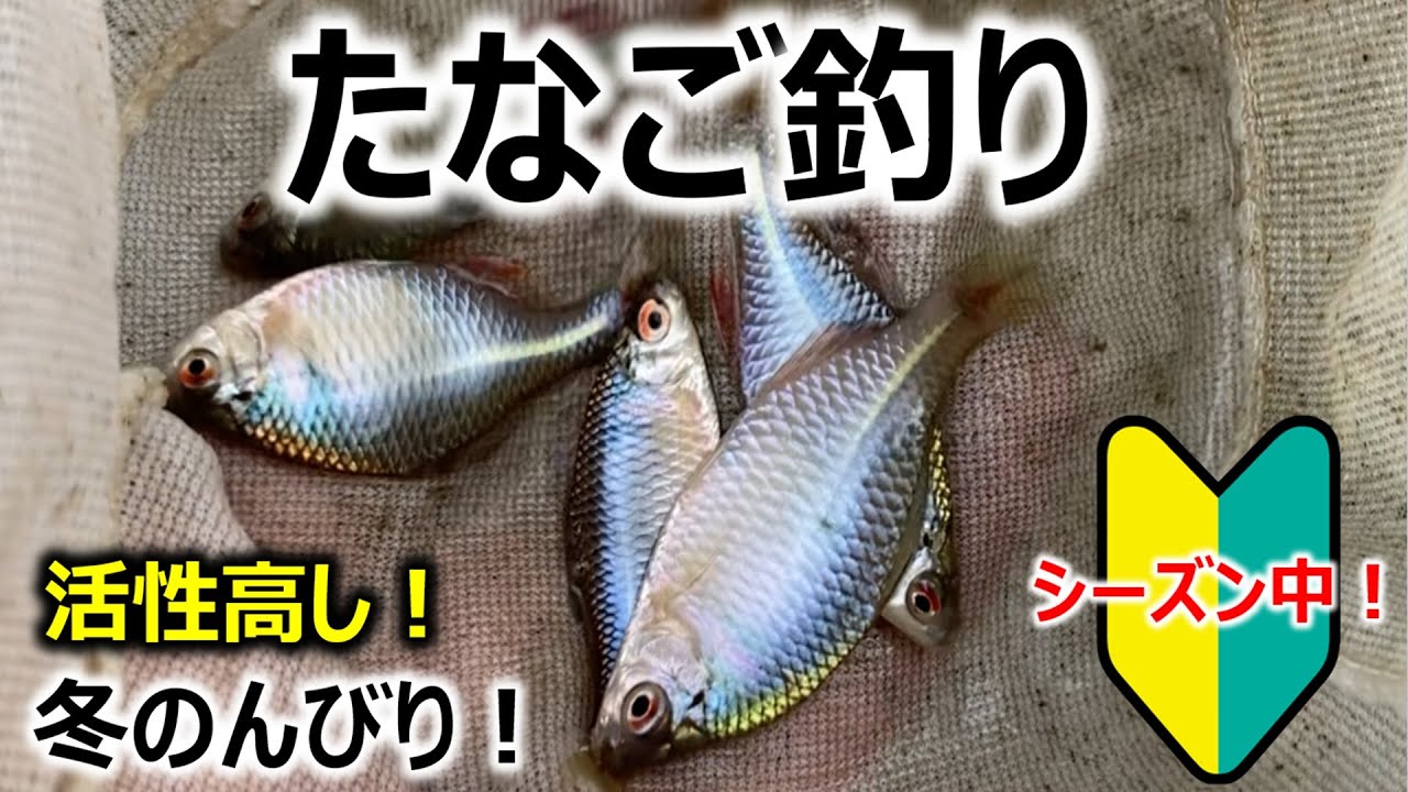 【シーズン中で高活性！】たなご釣り