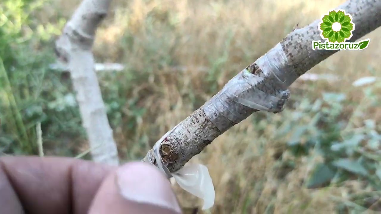 Куртак пайванд хақида керакли малумотлар