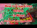 How to Grow Green Onions in Water Using a Plastic Egg Carton! #greenonions #onion   #growyourownfood