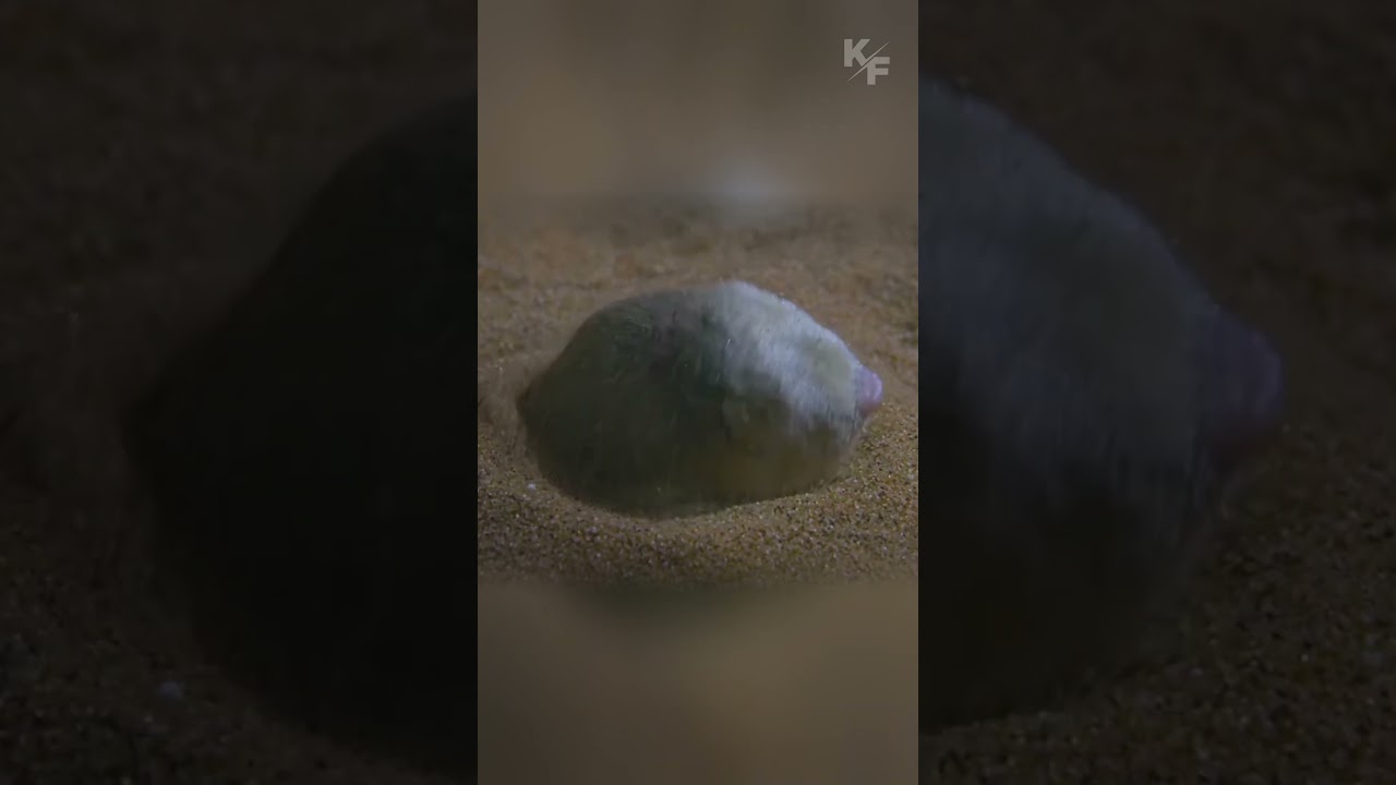 Золотые кроты: мастера выживания под землей