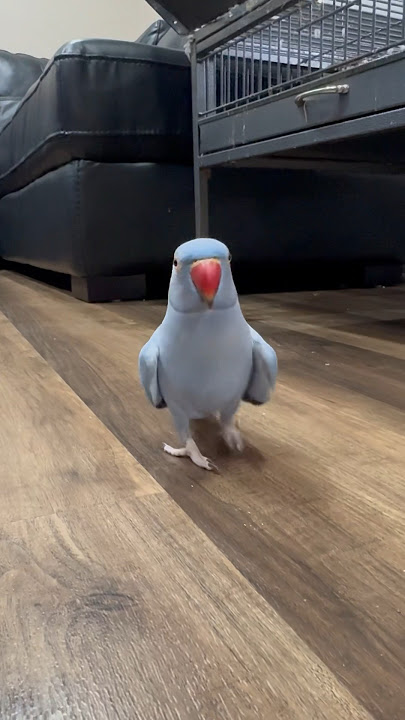 “I love you big baby” 🤣 #indianringneck #funny #talkingparrot #parrot