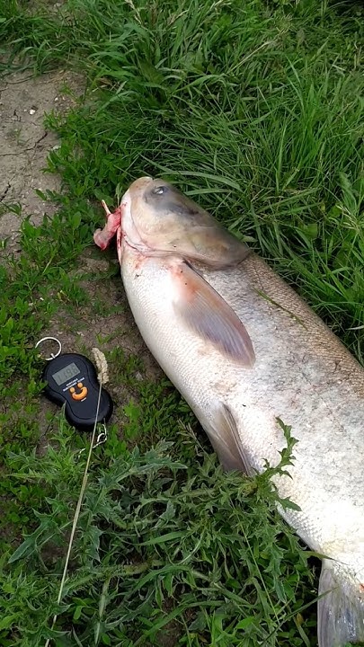 Осталось совсем маленько. Толстолобы держись #местный #fishing #рыбалка ...