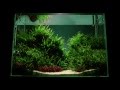 Altitude Aquascape by James Findley - The Making Of