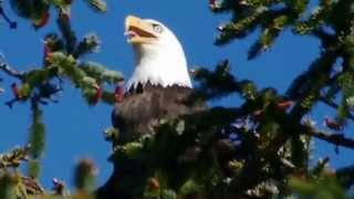 Joanne Shenandoah-When the Eagle Cries chords