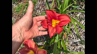Last Blooms Of My Hybrid Day Lilies For 2025 Spring Season
