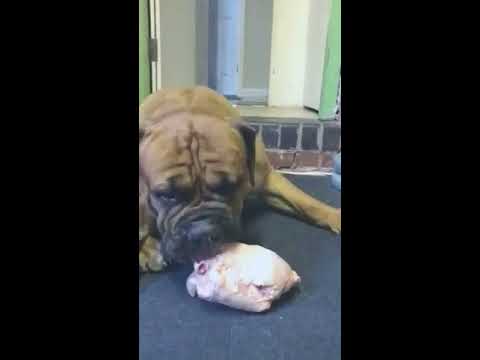 mastiff raw food diet