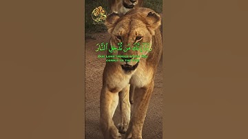 🌾🦁🌾 ربنا ما خلقت هذا باطلا سبحانك فقنا عذاب النار🌿🦁🌿 تلاوة خاشعة 🌳🦁🌳 القارئ  بلال دربالي 🍂🦁🍂