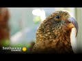 Kea Birds' Playfulness and Behavior