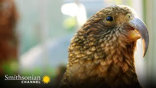 These Birds Become Really Playful When They Hear This Sound | Smithsonian Channel screenshot 3