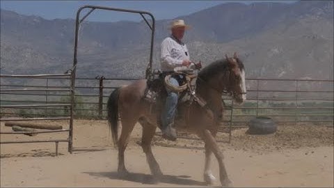 Schooling Shoshone in the Missing Link Snaffle