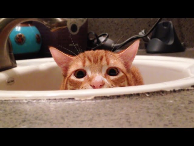 Scaredy Cats Watch SCREAM 6!! 🙀 #scaredycat #scared #cat #movie #reac