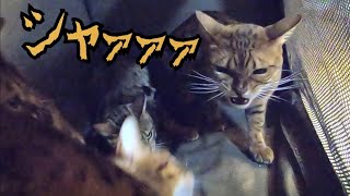 猫詰め失敗ニャイコパスがケージ内で暴君してます